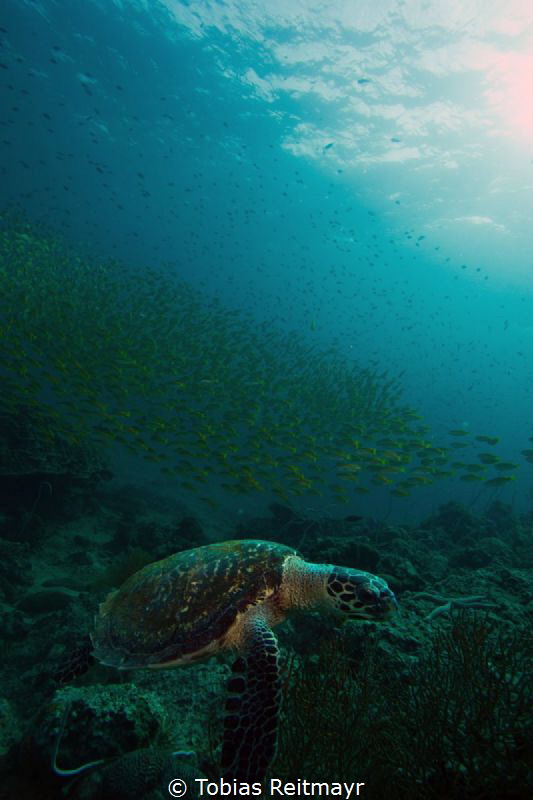Hawksbill turtle, early morning at Finger Reef, Bida Nok by Tobias Reitmayr 