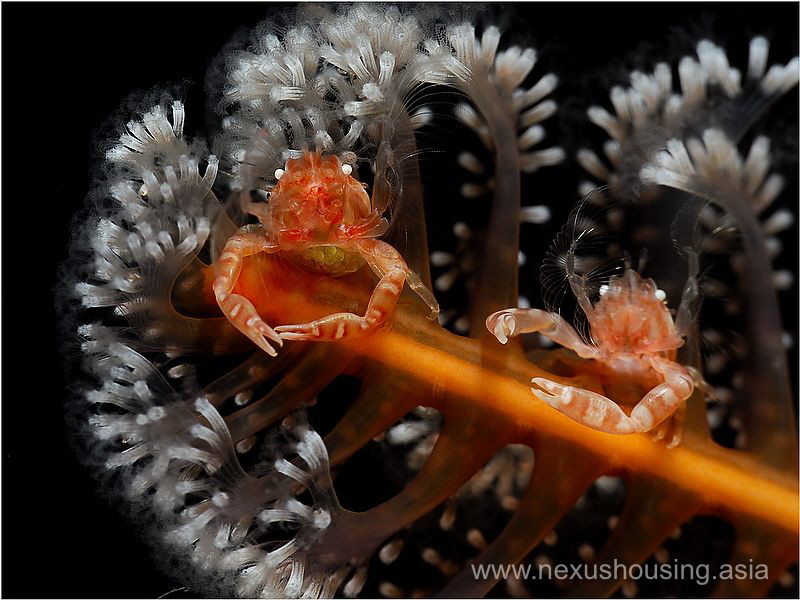Duo! by Gregory Sin 