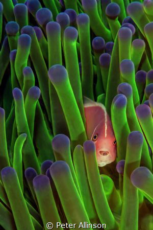 Diving Komodo on the Indo Siren, I found this pink anemon... by Peter Allinson 