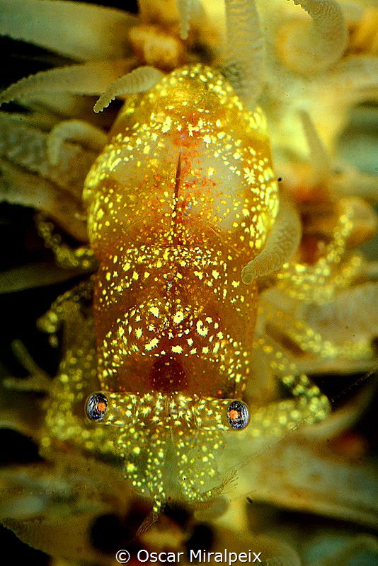 Whip coral shrimp by Oscar Miralpeix 