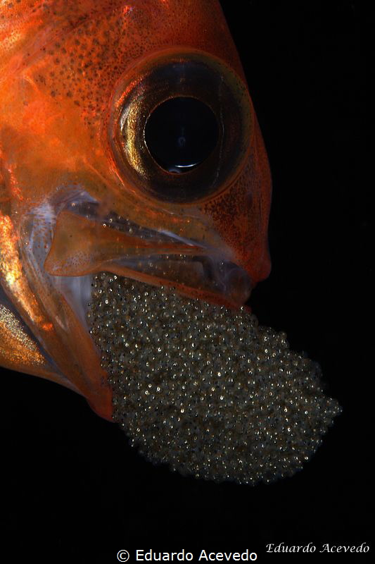 Apogon fish with eggs. by Eduardo Acevedo 