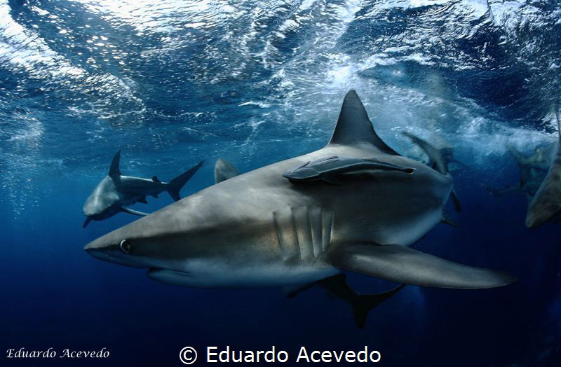 Aliwall Shoal, South Africa. by Eduardo Acevedo 