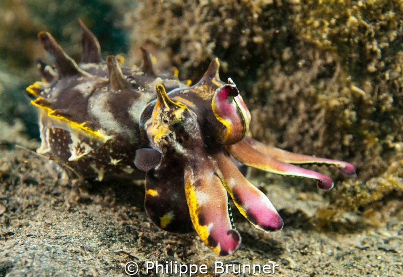 Flamming cuttlefish by Philippe Brunner 