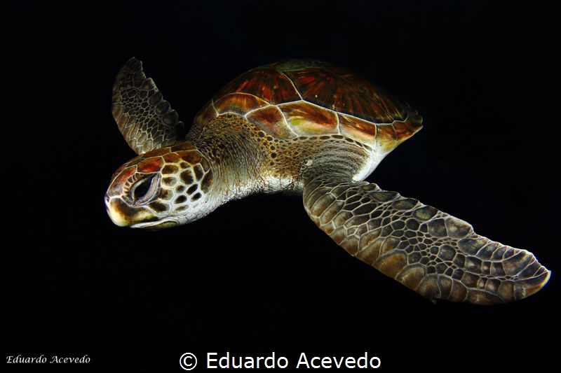 Green turtle at Tenerife Island. by Eduardo Acevedo 