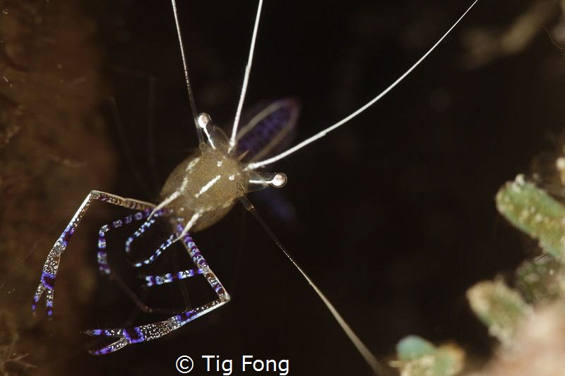 Pederson Shrimp Face by Tig Fong 