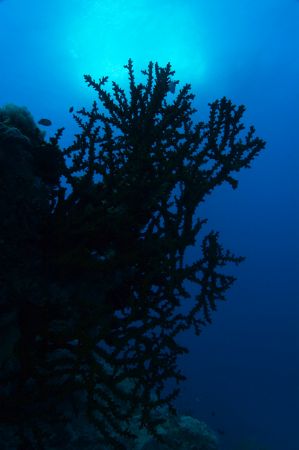 Coral Silouette, GBR D-100 by Andy Lerner 