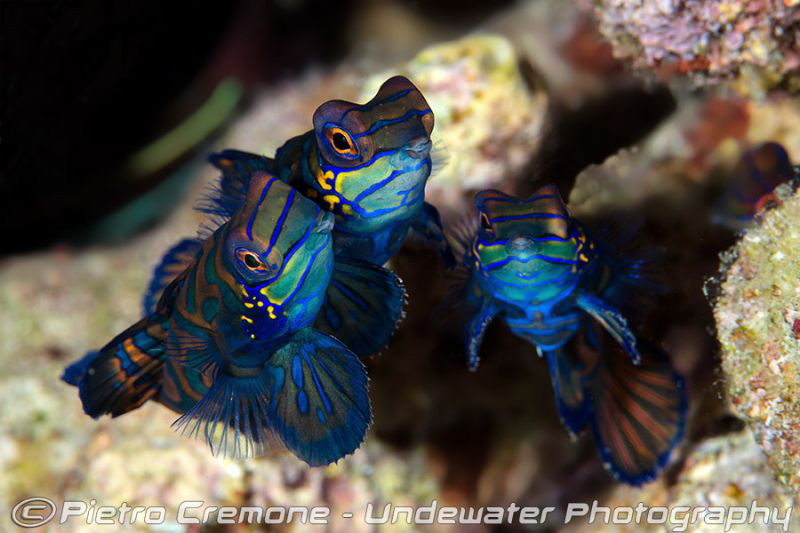 Mandarin fish threesome by Pietro Cremone 