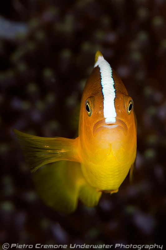That way,please! by Pietro Cremone 