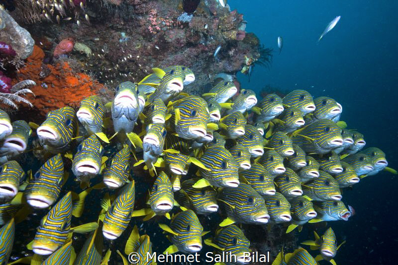 Sweetlips in Otdima, Raja Ampat. by Mehmet Salih Bilal 