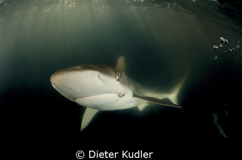 Shark with hook by Dieter Kudler 