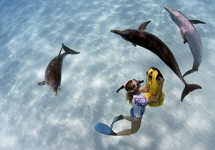 Dolphin trip to Bahamas. Sometimes the dolphins just love... by Todd Mintz 