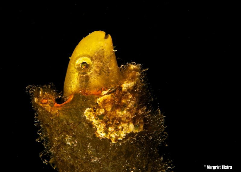 Funny sunny fish
Nikon D80, Ikelite housing + two Ikelit... by Margriet Tilstra 