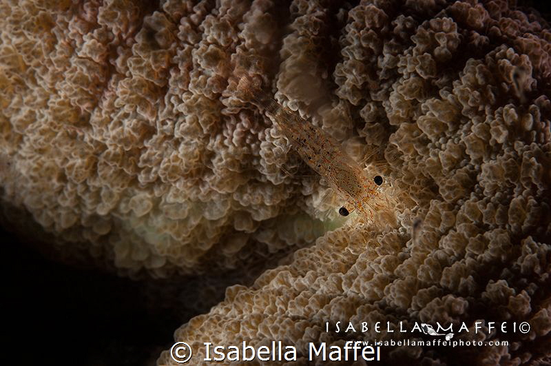 "BLACK SPOTTED EYES" by Isabella Maffei 