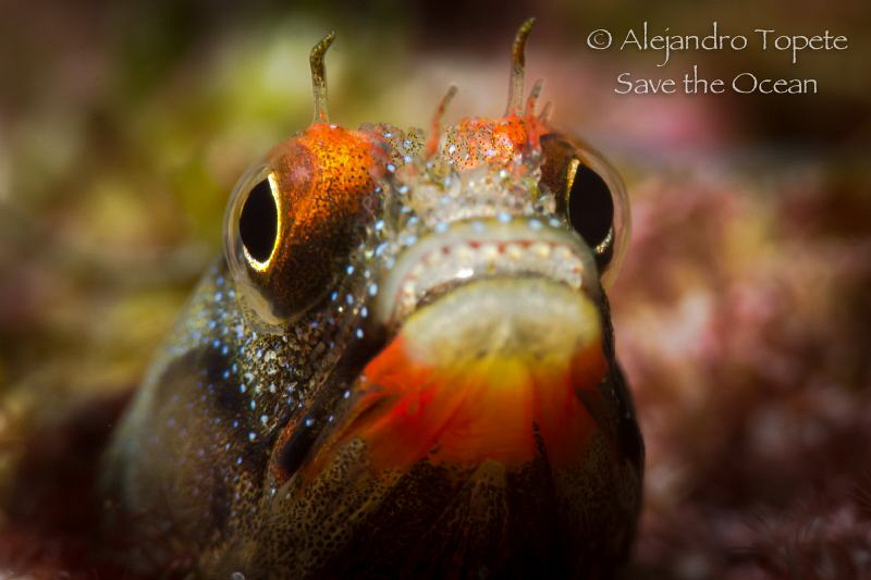 Blenny in Home, Acapulco Mexico by Alejandro Topete 