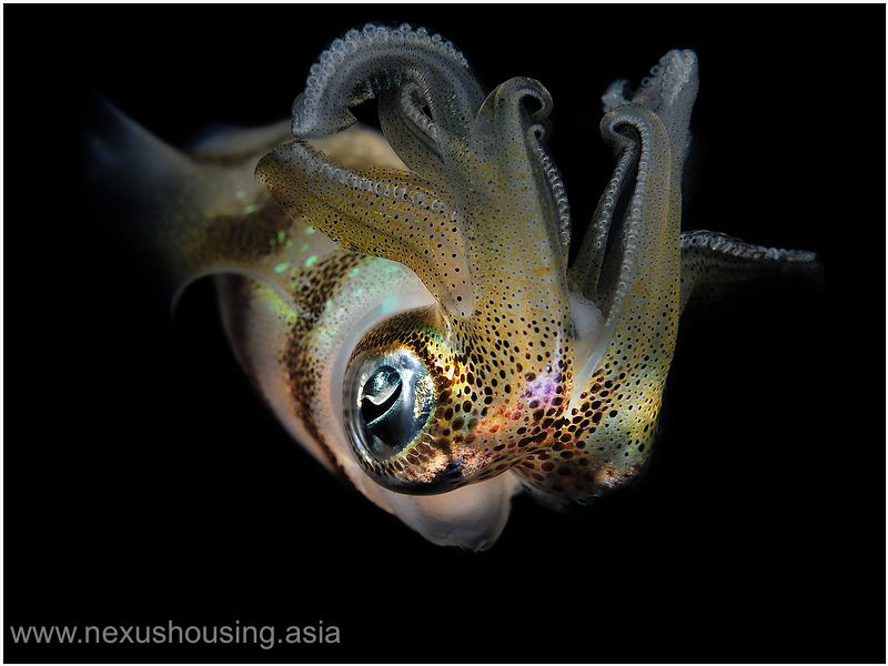 Eyes. by Gregory Sin 