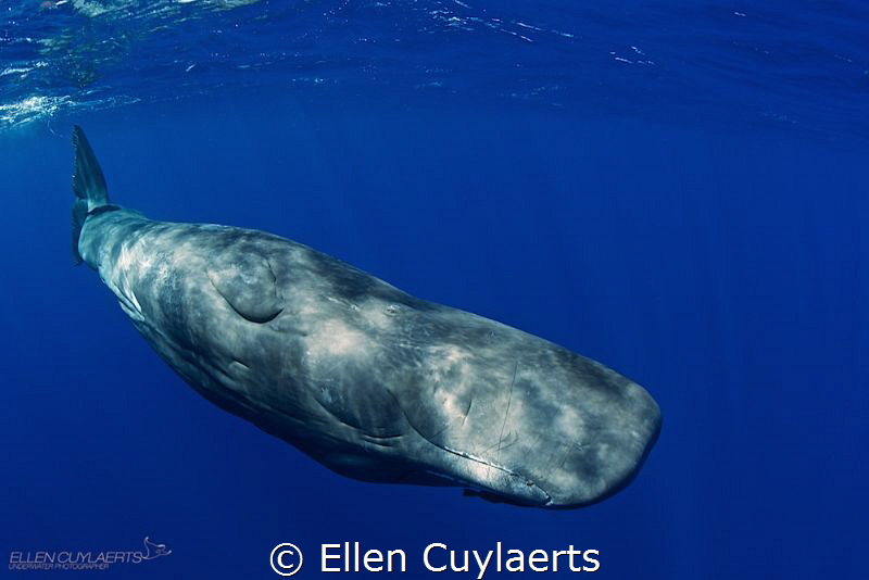 A good day

Sperm whale in Dominica
Picture taken unde... by Ellen Cuylaerts 