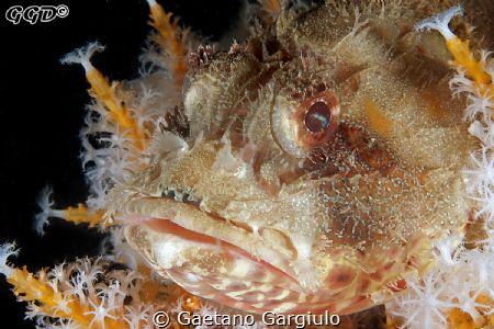The "best" flower of the bunch... pretty unusual to see a... by Gaetano Gargiulo 