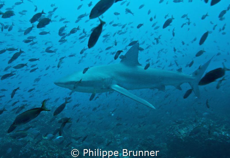Galapagos shark   2.5 / 3 Mts by Philippe Brunner 