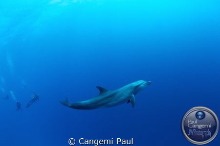 Dolphin in Tiputa pass, Rangiroa by Cangemi Paul 
