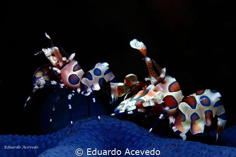 Tulamben bay. by Eduardo Acevedo 