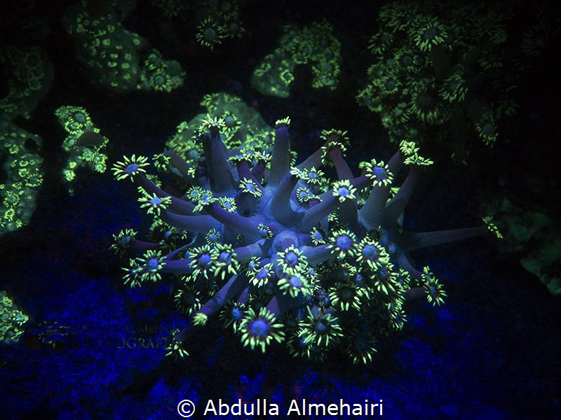 night dive by Abdulla Almehairi 