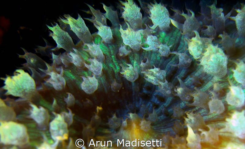 Warty Corallimorph close up. 
SeaLife DC1400 and 8x diop... by Arun Madisetti 
