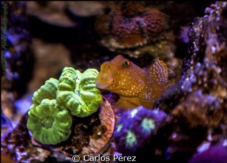 Reef at Home part II; Yellow prawn Goby of las Maldives f... by Carlos Pérez 