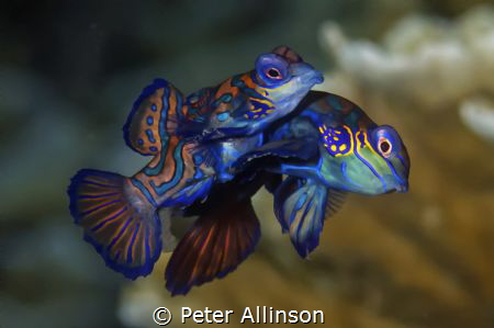 Taken in Bunaken Marine park by Peter Allinson 