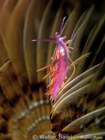 Dancing in the flower by Walter Bassi 