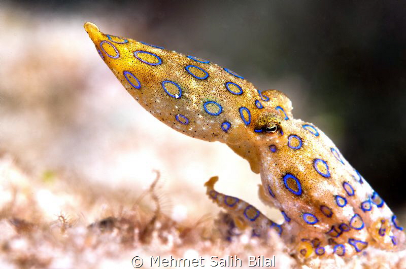 Blue ringed Octopus. by Mehmet Salih Bilal 