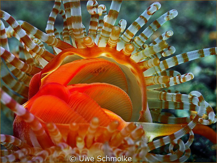 Banded Fileclam (Limaria sp.) by Uwe Schmolke 