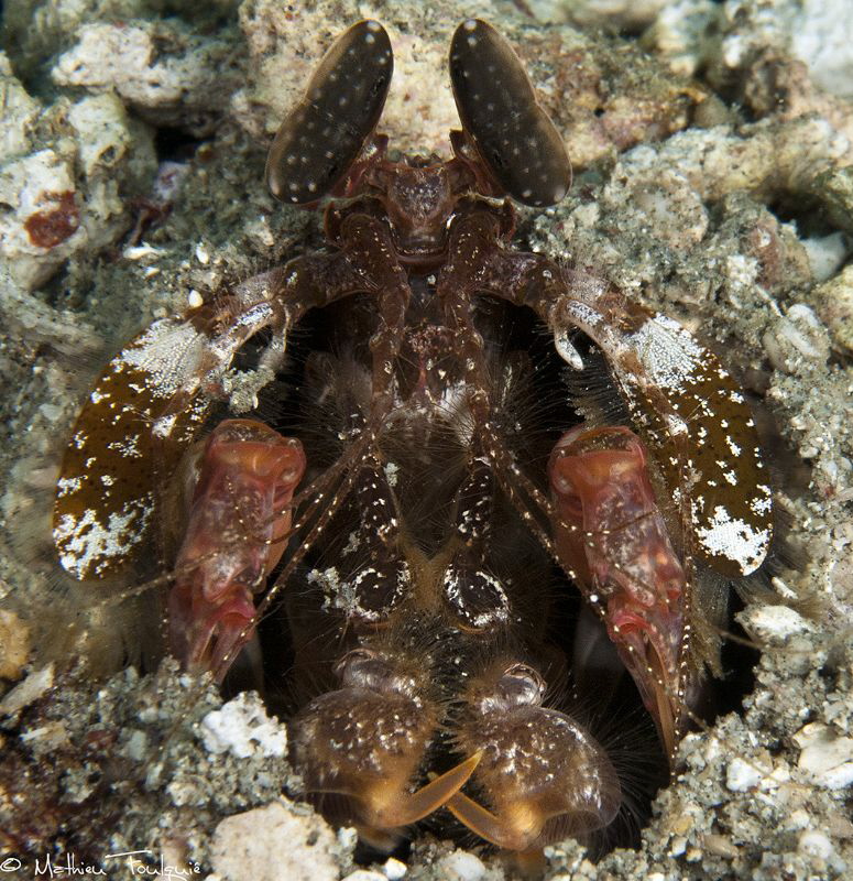mantis shrimp waiting by Mathieu Foulquié 