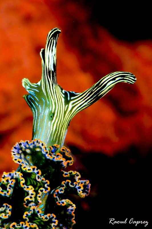 Nudi portrait by Raoul Caprez 