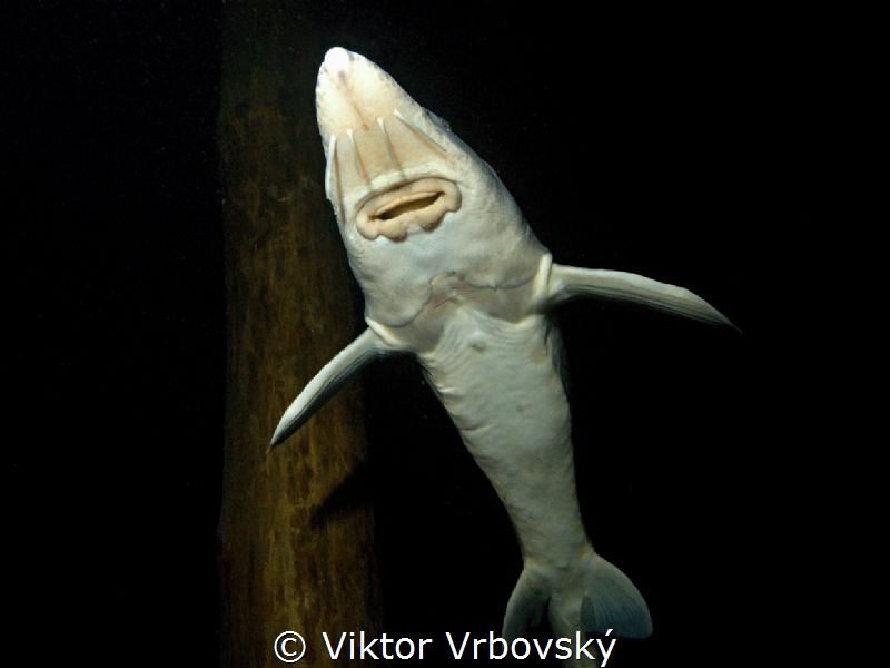 Sturgeon by Viktor Vrbovský 