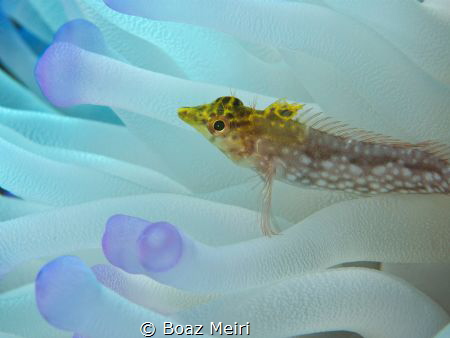 Diamond Blenny & Anemone by Boaz Meiri 
