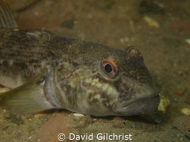 Niagara River Round Goby Portrait by David Gilchrist 