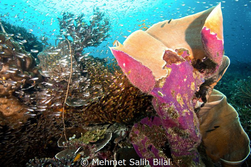 An Underwater life explosion during current in Arborek, R... by Mehmet Salih Bilal 