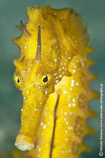 Unicorn. Hippocampus guttulatus. by Nicholas Samaras 