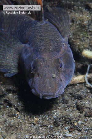 Tubenose goby by Rostislav Štefánek 