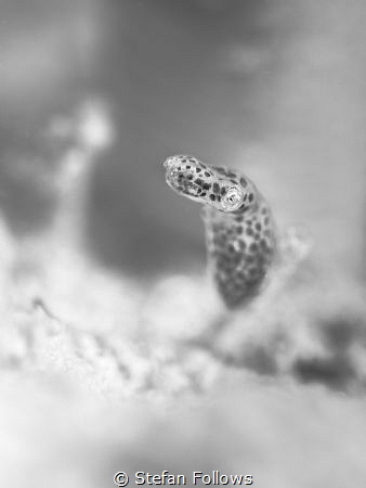 "There is no black-and-white situation. It's all part of ... by Stefan Follows 