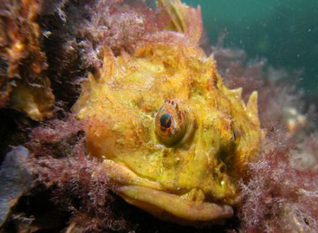 Bull Rout Taken in Nederland Oosterschelde by Brocken Rudi 
