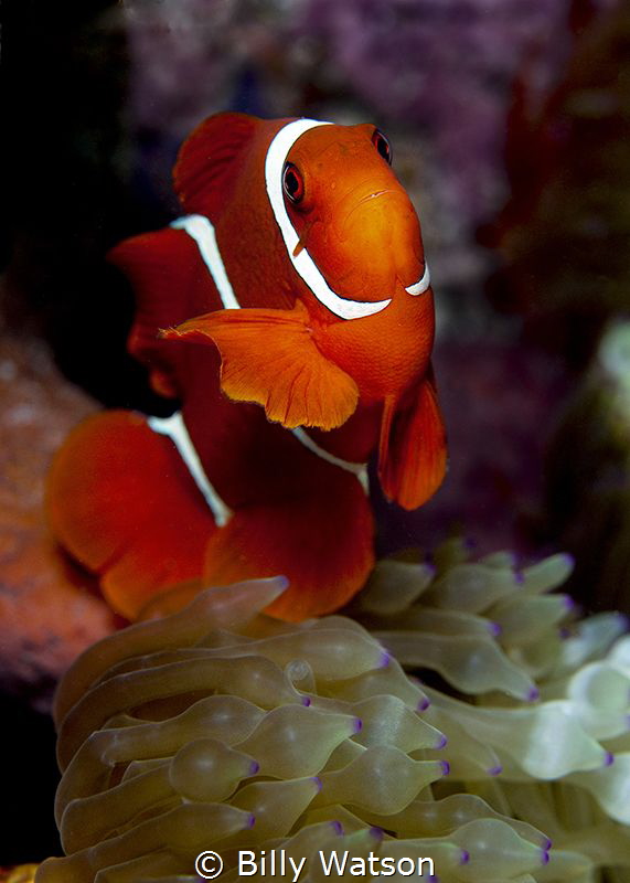 Spinecheek Anemonefish -- Amphiprion biaculatus by Billy Watson 