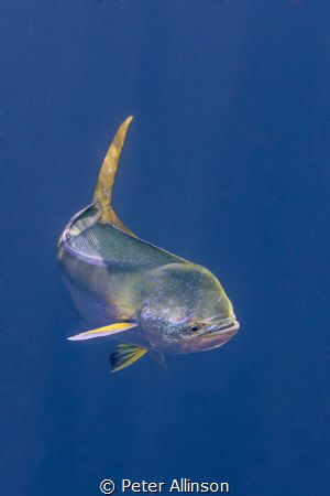 About 10-20 miles off the coast of Cancun, we found a few... by Peter Allinson 