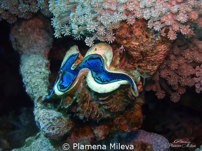 Still life with Tridacna gigas by Plamena Mileva 