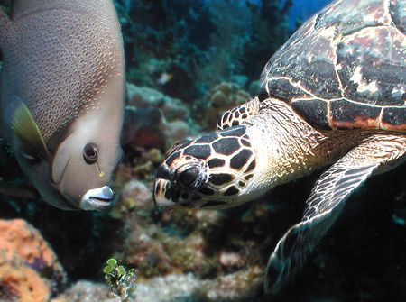 It's Mine! I saw it first! 
Olympus 3040, tetra housing;... by Michael Canzoniero 