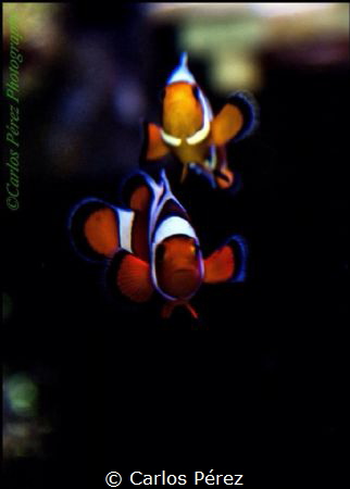 Davinci Tank Raised Clownfish potrait by Carlos Pérez 