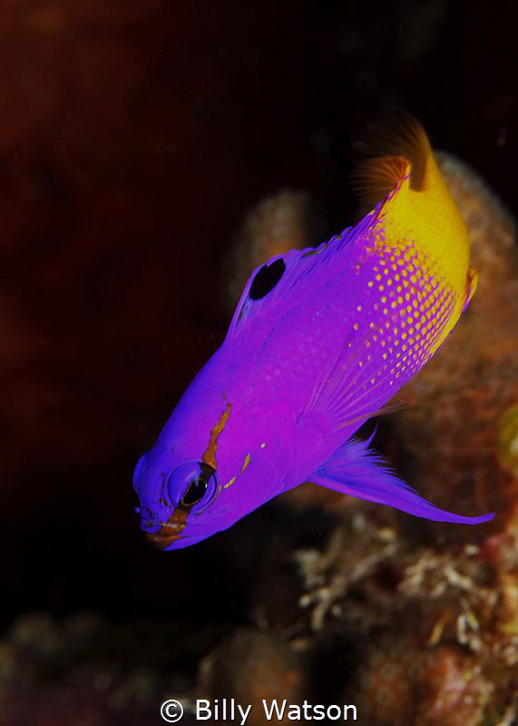 Fairy Basslet -- Gramma loreto by Billy Watson 