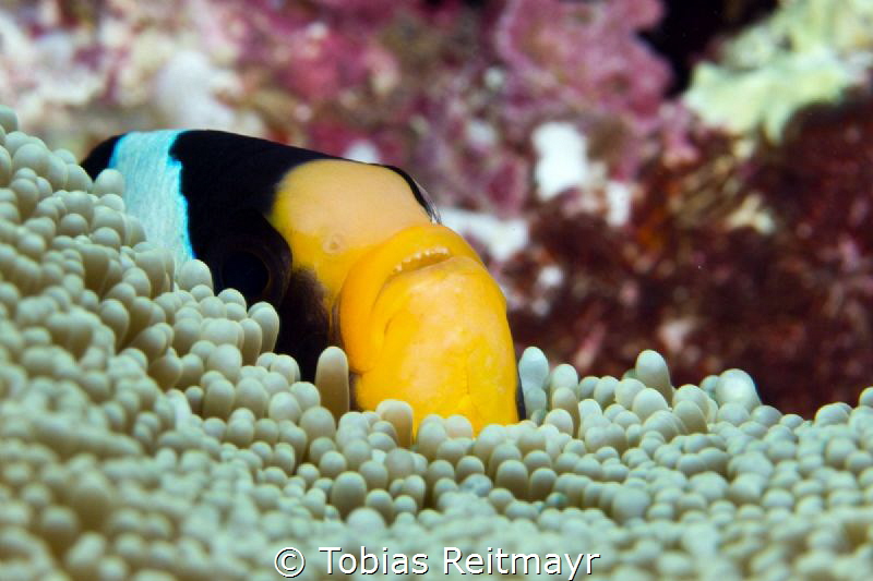 Clark's Anemonefish hiding, Shark Fins Reef, Similans by Tobias Reitmayr 