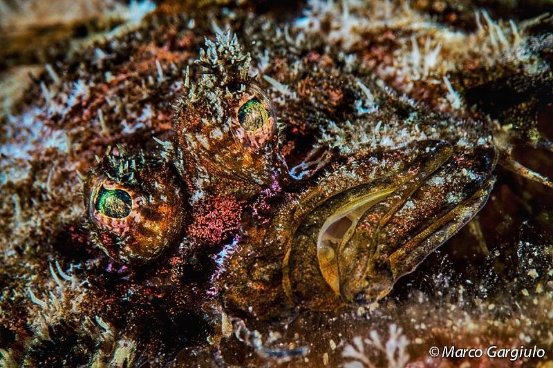 Mymethism by Marco Gargiulo 
