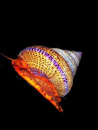 Purple ring top snail on kelp frond. Barkley Sound, B.C. ... by Rand McMeins 